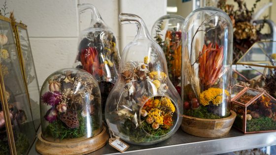 Fall planted terraiums in a variety of sizes. 